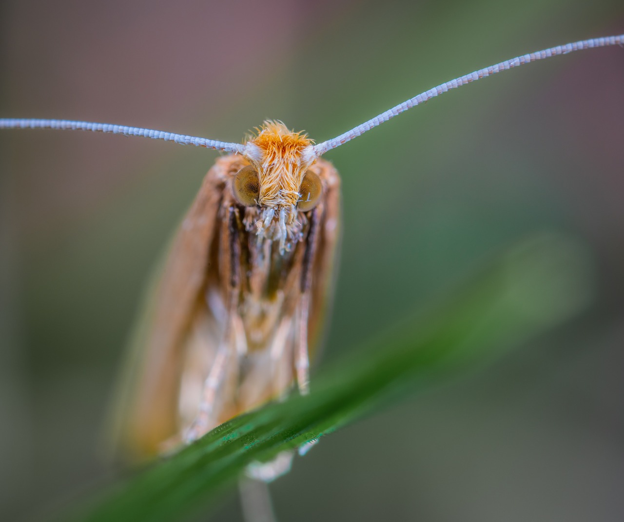 Vabzdys,  Makro,  Lepidoptera,  Ilgai Su Ūsais Ir Mol, Nemokamos Nuotraukos,  Nemokama Licenzija