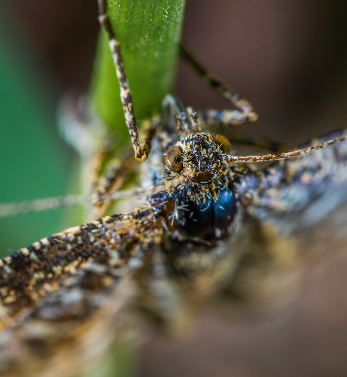 Vabzdys,  Makro,  Lepidoptera, Nemokamos Nuotraukos,  Nemokama Licenzija