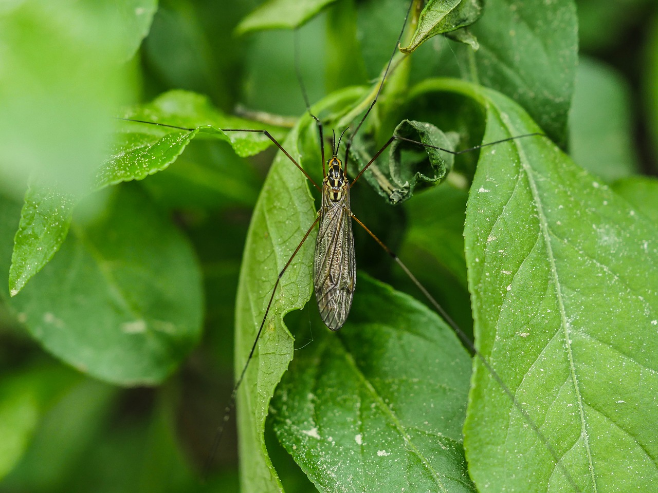 Vabzdys,  Schnake,  Ilgakojė,  Iš Arti,  Uodų,  Gelse,  Schneider,  Pastebėtas Smailiu Cranefly,  Pobūdį,  Gyvūnas