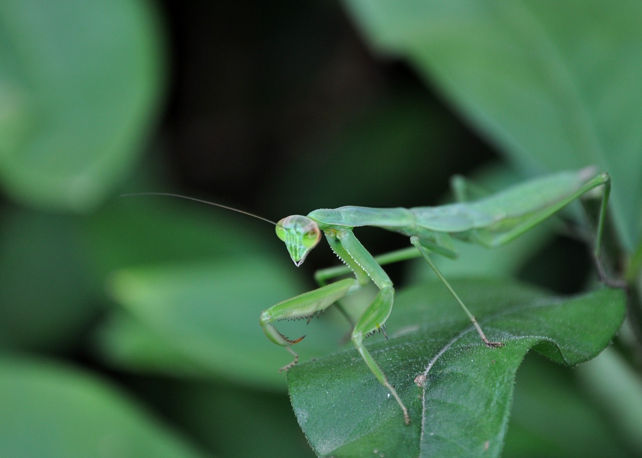 Vabzdys,  Mantis,  Pavasaris,  Žalias,  Re,  Lapų,  Gamta, Nemokamos Nuotraukos,  Nemokama Licenzija