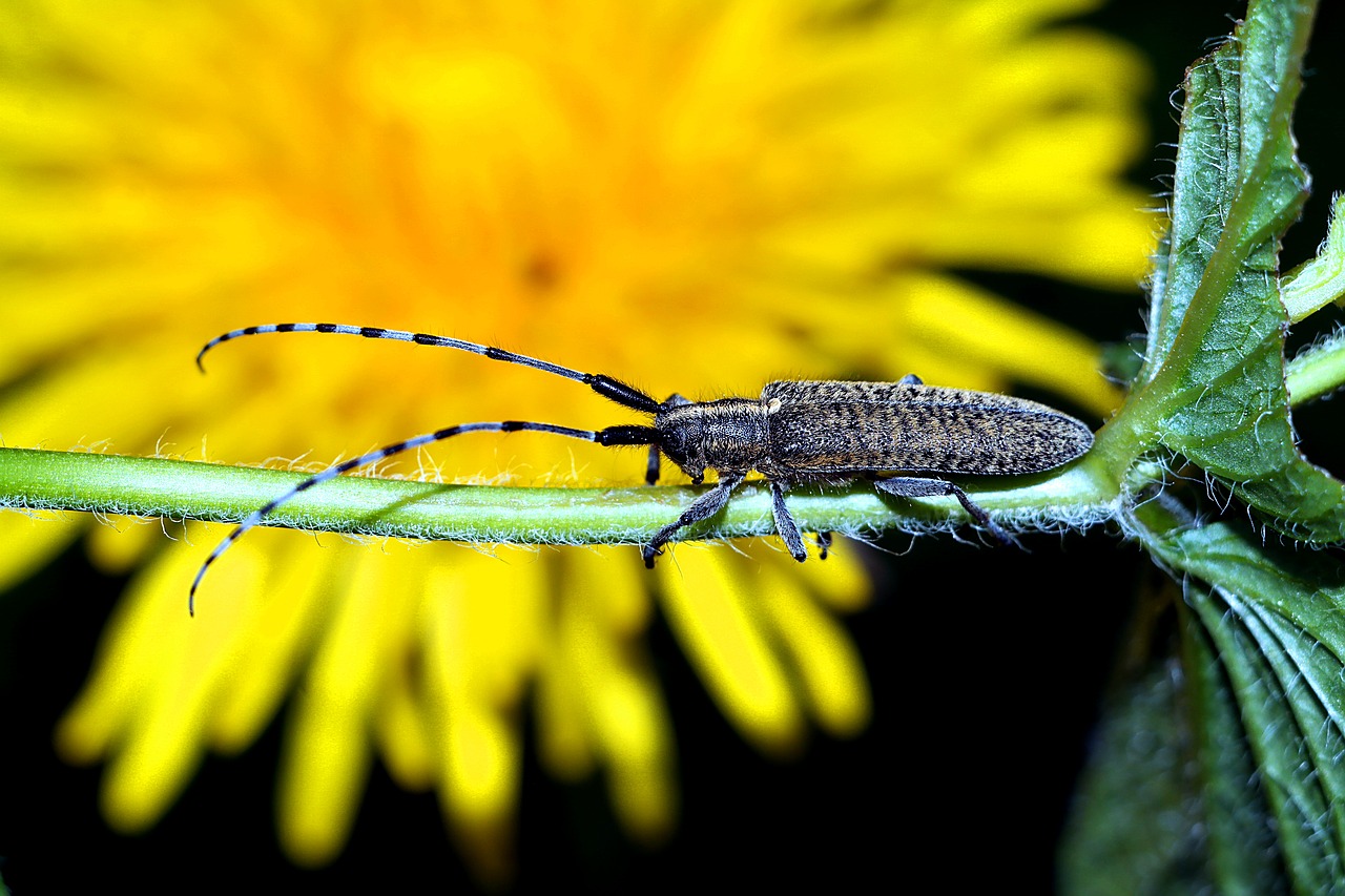 Vabzdys,  Makro, Nemokamos Nuotraukos,  Nemokama Licenzija