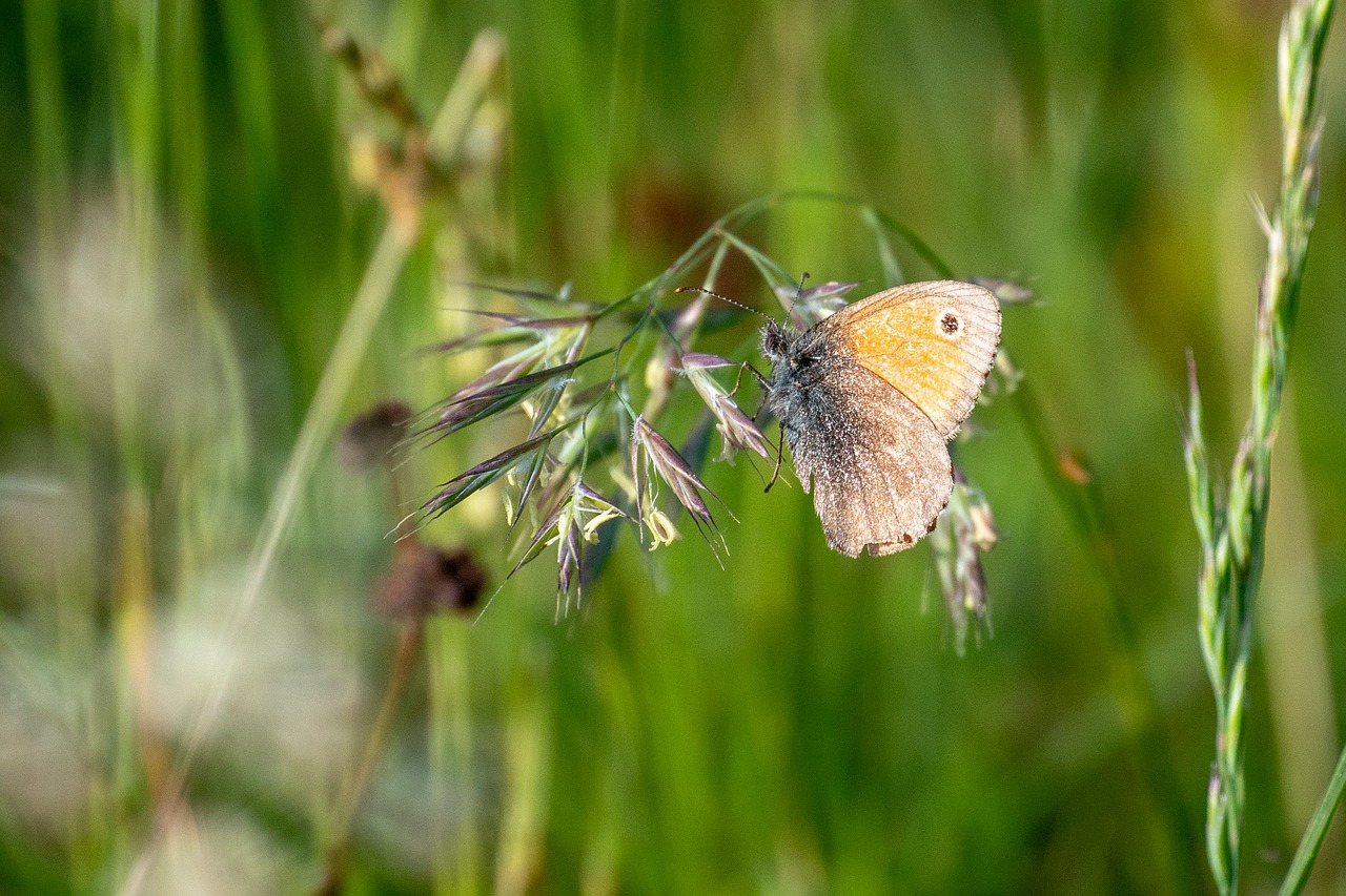 Vabzdys,  Žolė,  Peiliai Žolės,  Meadow,  Žolės,  Pobūdį,  Drugelis,  Makro,  Iš Arti, Nemokamos Nuotraukos