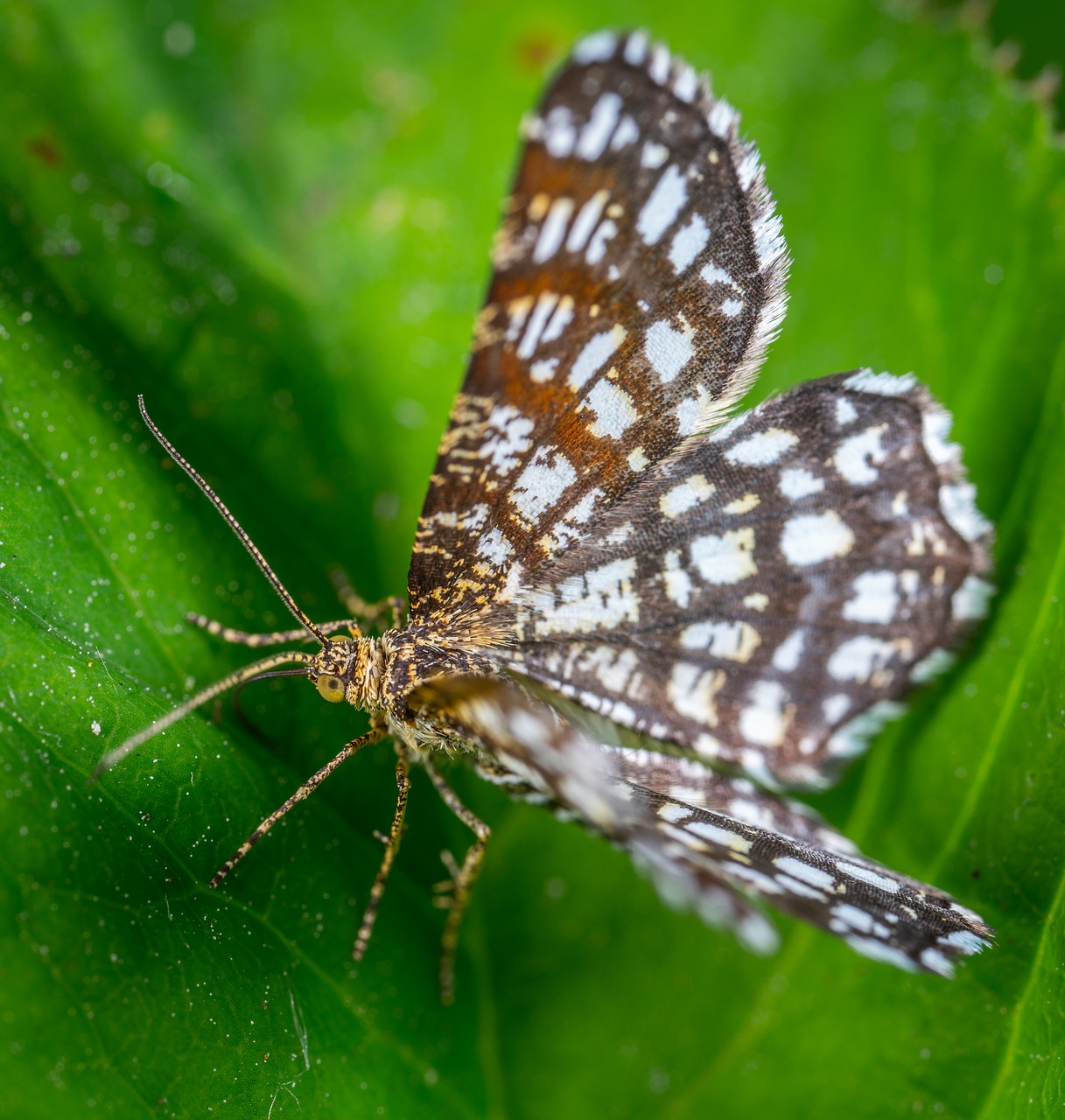 Vabzdys,  Makro,  Drugelis,  Lepidoptera, Nemokamos Nuotraukos,  Nemokama Licenzija