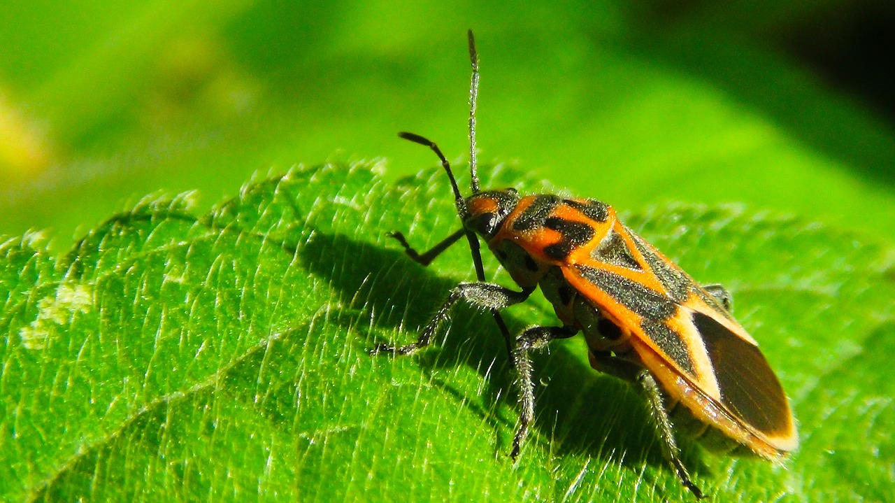 Vabzdys,  Vabzdžiai,  Gyvenimas,  Re,  Pobūdį,  Natūralus,  Žalias,  Fotografas,  Fotografijos,  Macrophotography