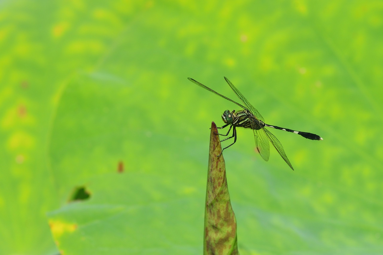 Vabzdys,  Dragonfly,  Lotus,  Lapas, Nemokamos Nuotraukos,  Nemokama Licenzija