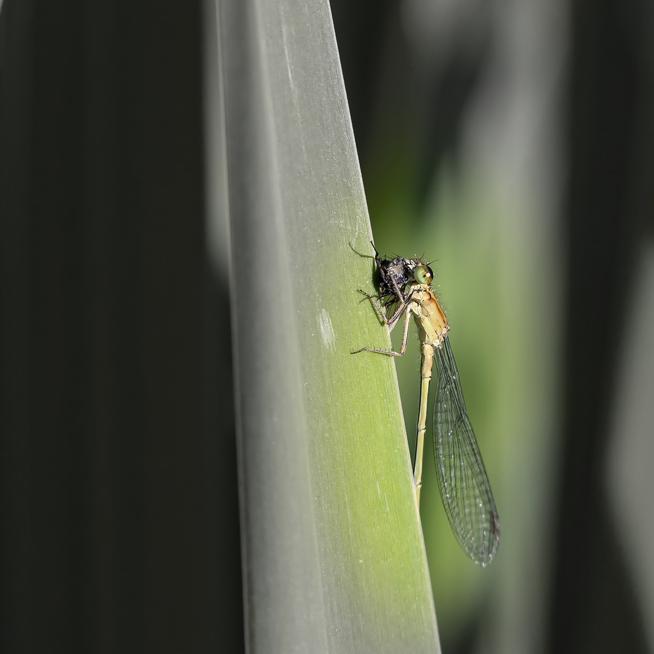 Vabzdys,  Dragonfly,  Pavasaris,  Gamta, Nemokamos Nuotraukos,  Nemokama Licenzija