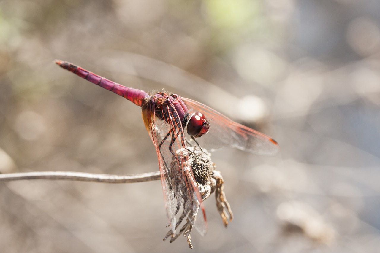 Vabzdys,  Skristi,  Sparnas,  Dragonfly,  Raudona,  Makro,  Duomenys,  Gražus,  Pobūdį,  Gyvūnas