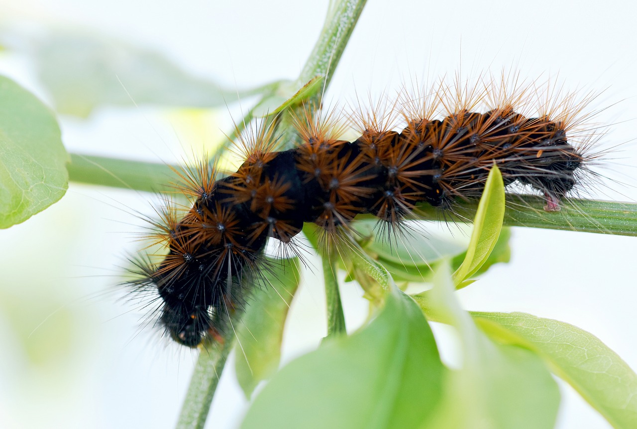 Vabzdys,  Caterpillar,  Sodas,  Kenkėjų,  Pobūdį,  Negraži,  Plaukuotas, Nemokamos Nuotraukos,  Nemokama Licenzija