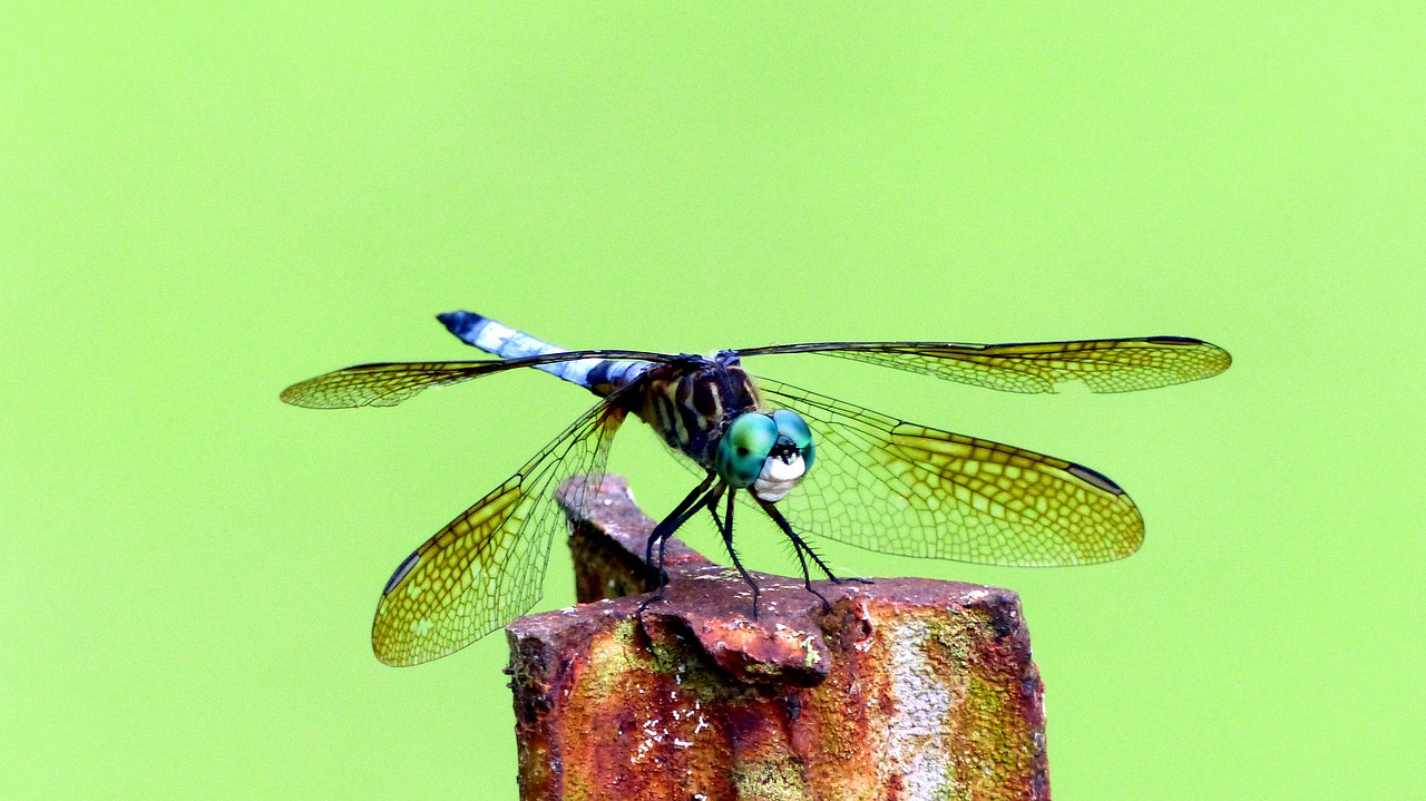 Vabzdys,  Dragonfly,  Sparnai,  Mėlyna,  Žalias,  Mažas,  Padaras,  Subtilus, Nemokamos Nuotraukos,  Nemokama Licenzija