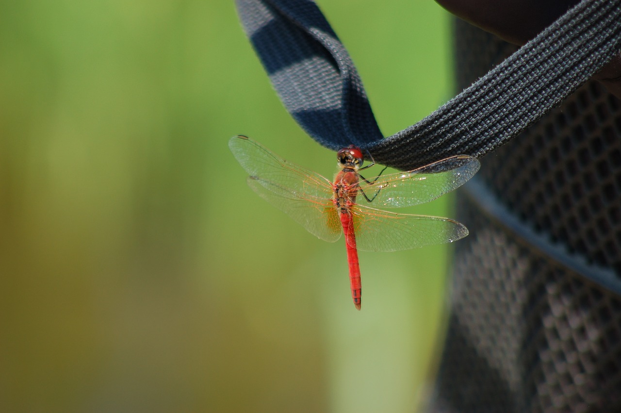 Vabzdys,  Dragonfly,  Ali,  Skristi,  Vasara,  Vabzdžiai, Nemokamos Nuotraukos,  Nemokama Licenzija