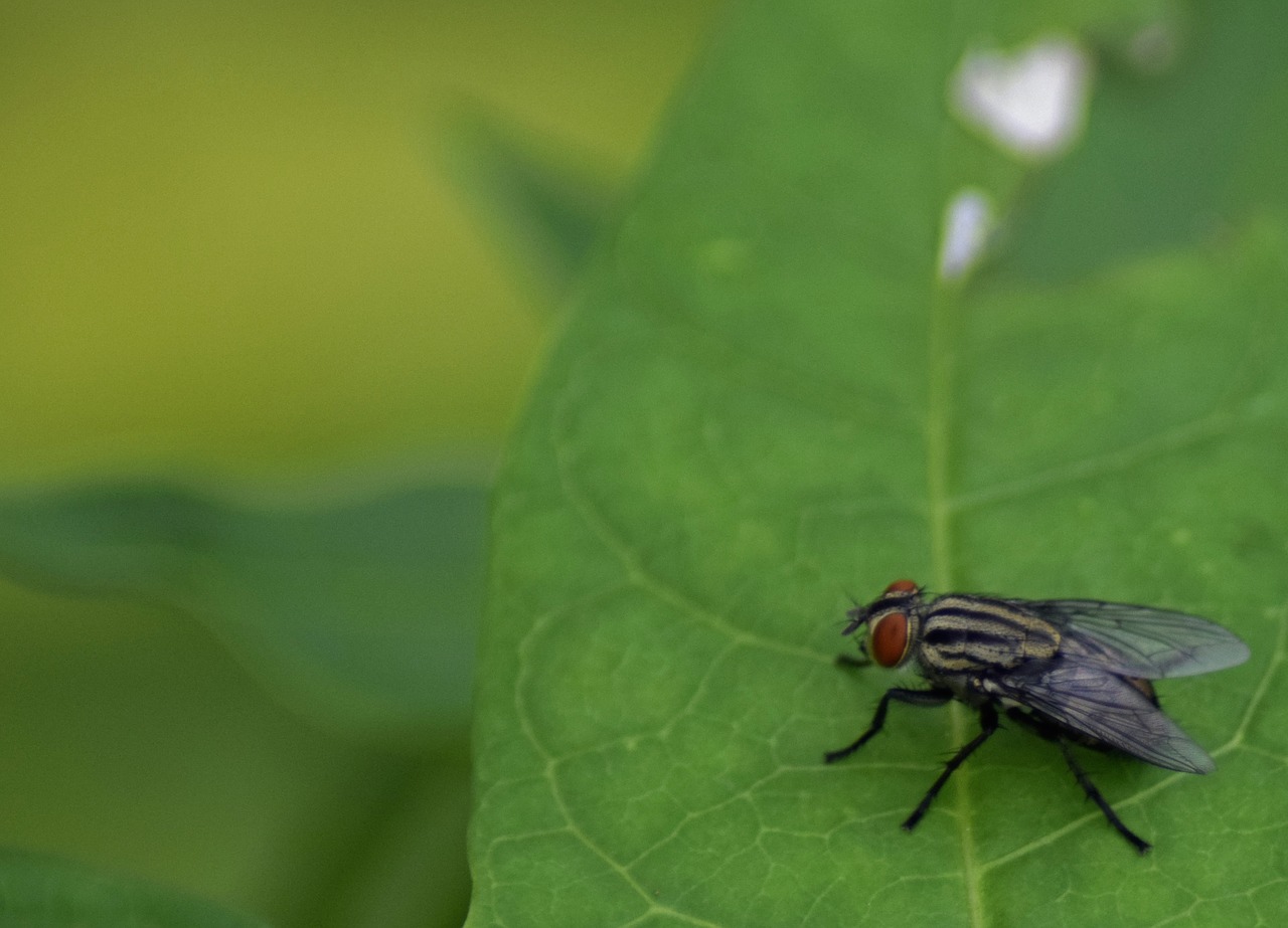 Vabzdys,  Pobūdį,  Lapų,  Lauke,  Biologija,  Bestuburis,  Kambarinė Musė, Nemokamos Nuotraukos,  Nemokama Licenzija