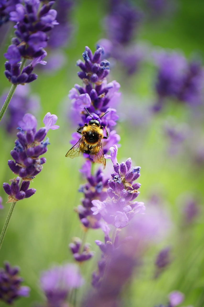 Vabzdys,  Hummel,  Bičių,  Gėlė,  Žiedas,  Žydi,  Sodas,  Apdulkinimas,  Augalų,  Iš Arti