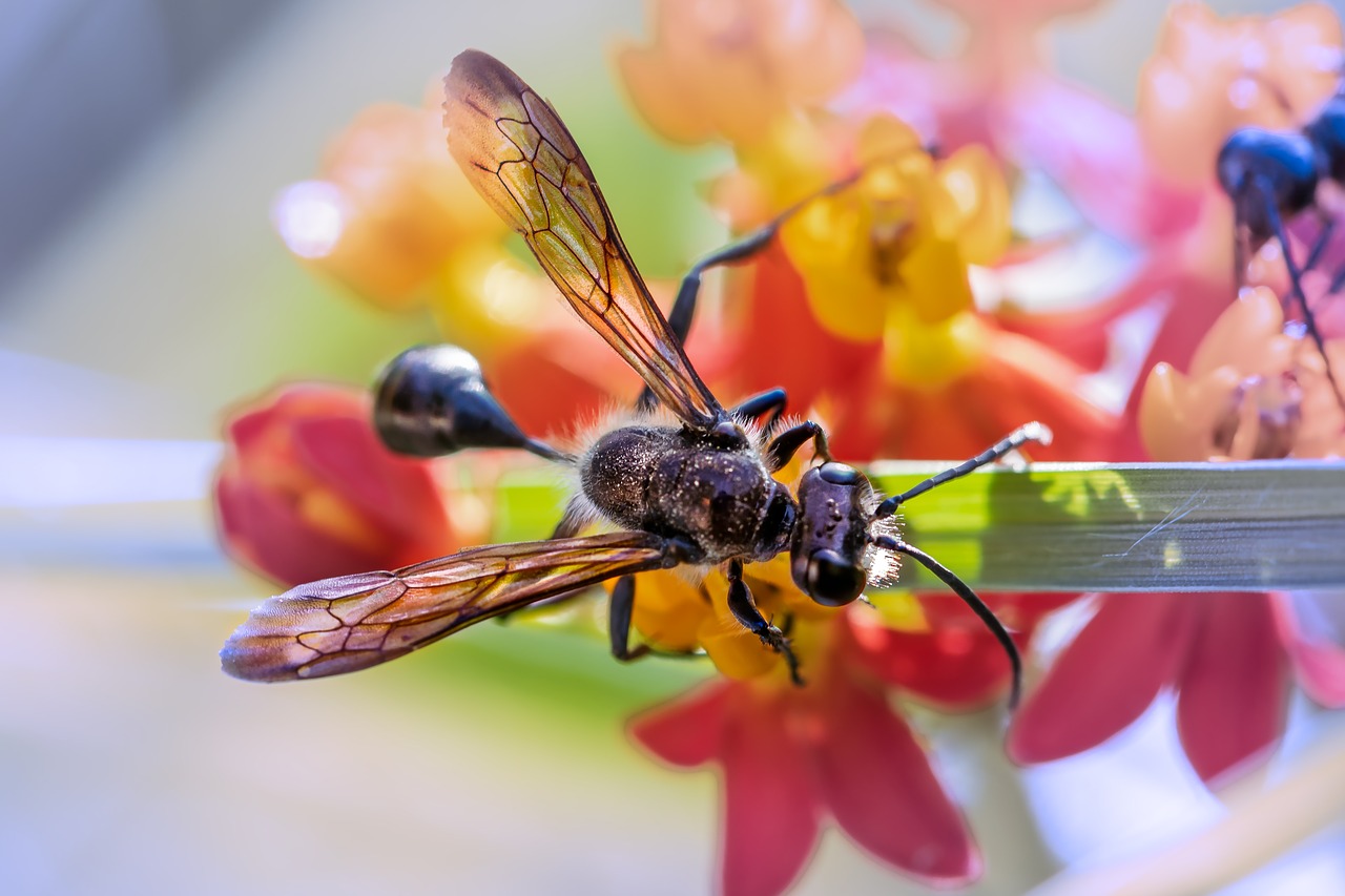 Vabzdys,  Plaukioja Ant,  Pobūdį,  Vasara,  Sodas,  Sparnai,  Spalva, Nemokamos Nuotraukos,  Nemokama Licenzija