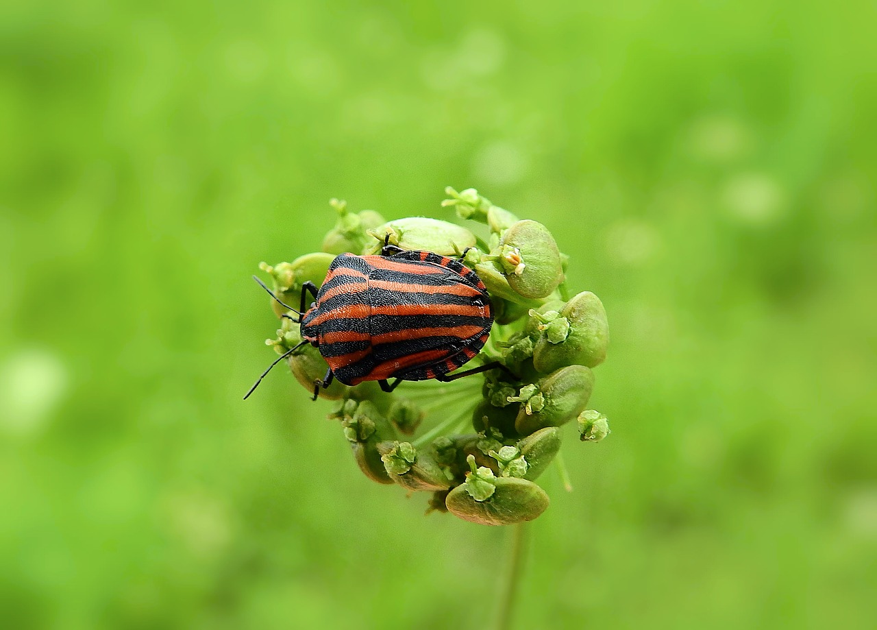 Vabzdys,  Makro,  Pobūdį,  Meadow,  Vasara, Nemokamos Nuotraukos,  Nemokama Licenzija