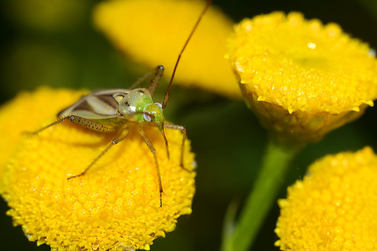 Vabzdys,  Makro,  Gyvūnai, Nemokamos Nuotraukos,  Nemokama Licenzija