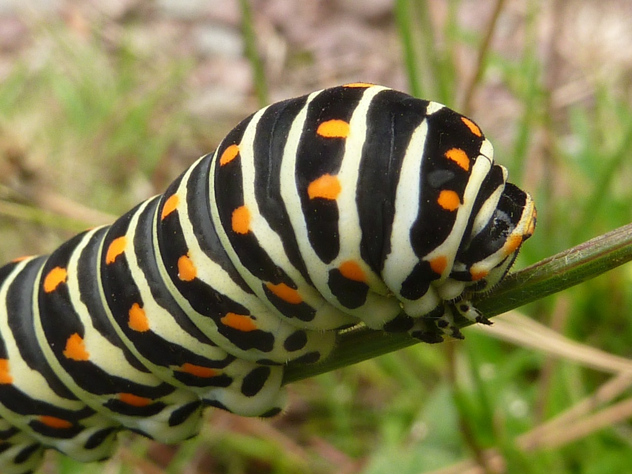 Vabzdys, Vikšras, Swallowtail, Nemokamos Nuotraukos,  Nemokama Licenzija