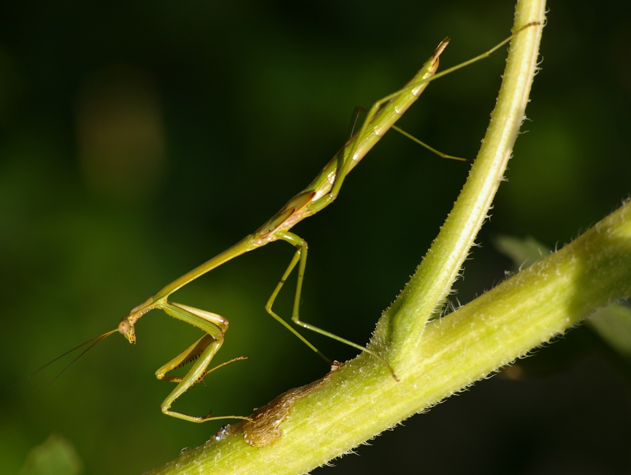 Vabzdys, Meldžiasi Mantis, Mantis, Žalias, Gamta, Laukinė Gamta, Makro, Gyvūnas, Laukiniai, Klaida