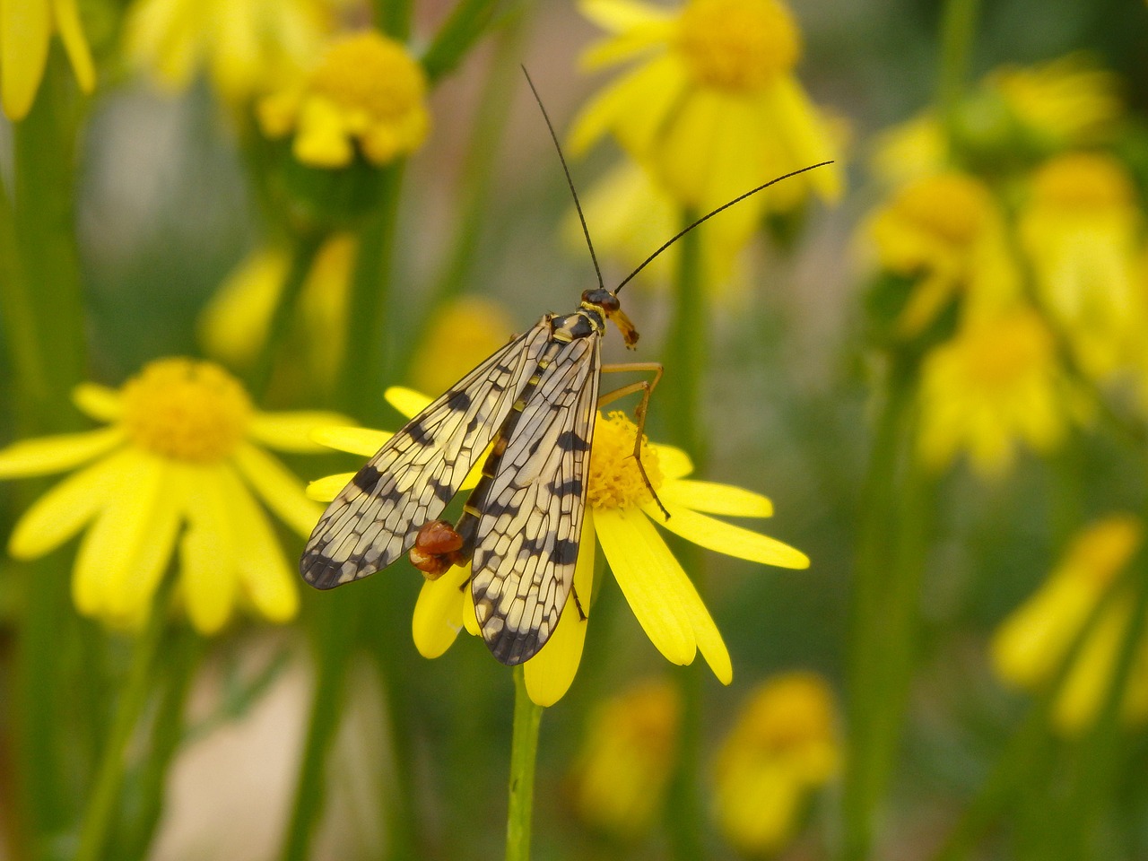 Vabzdys, Fauna, Scorpionfly, Gyvūnas, Pavasaris, Nemokamos Nuotraukos,  Nemokama Licenzija