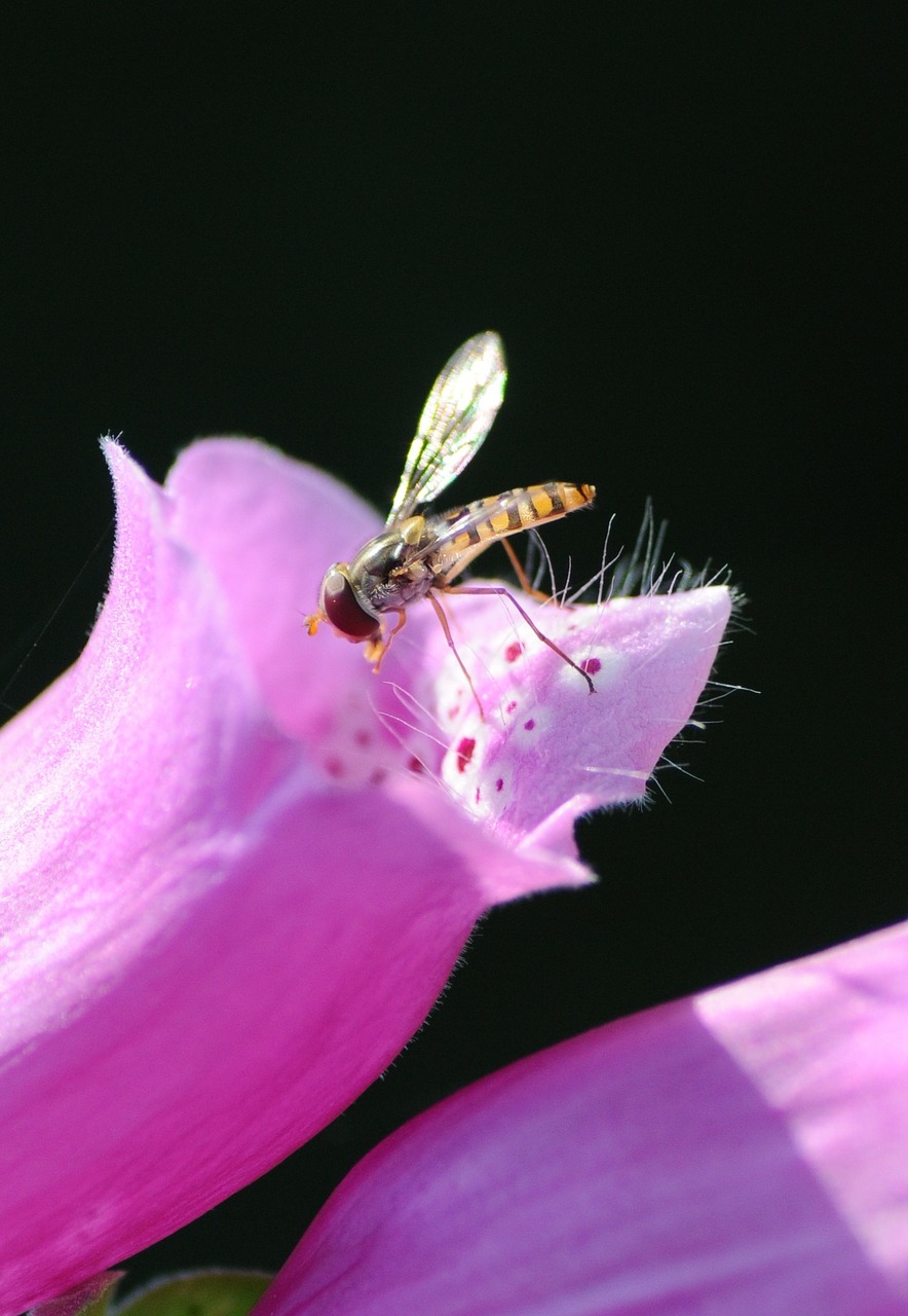 Vabzdys, Žiedas, Žydėti, Violetinė, Gyvūnas, Augalas, Hoverfly, Laukiniai Vabzdžiai, Gamta, Vasara