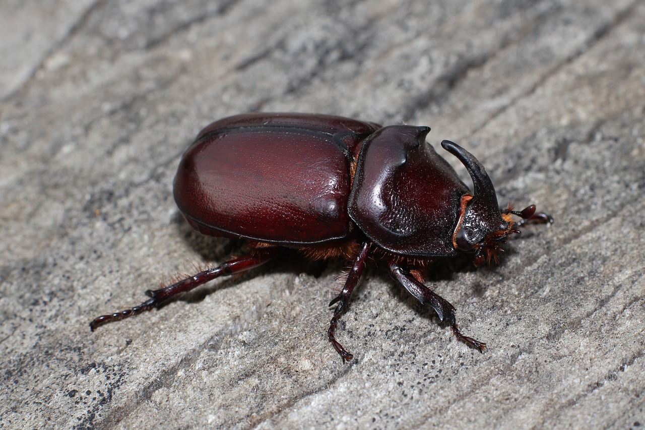 Vabzdys,  Europos Raganos Vabalas,  Klaida,  Makro,  Juoda,  Patinas,  Gamta, Nemokamos Nuotraukos,  Nemokama Licenzija