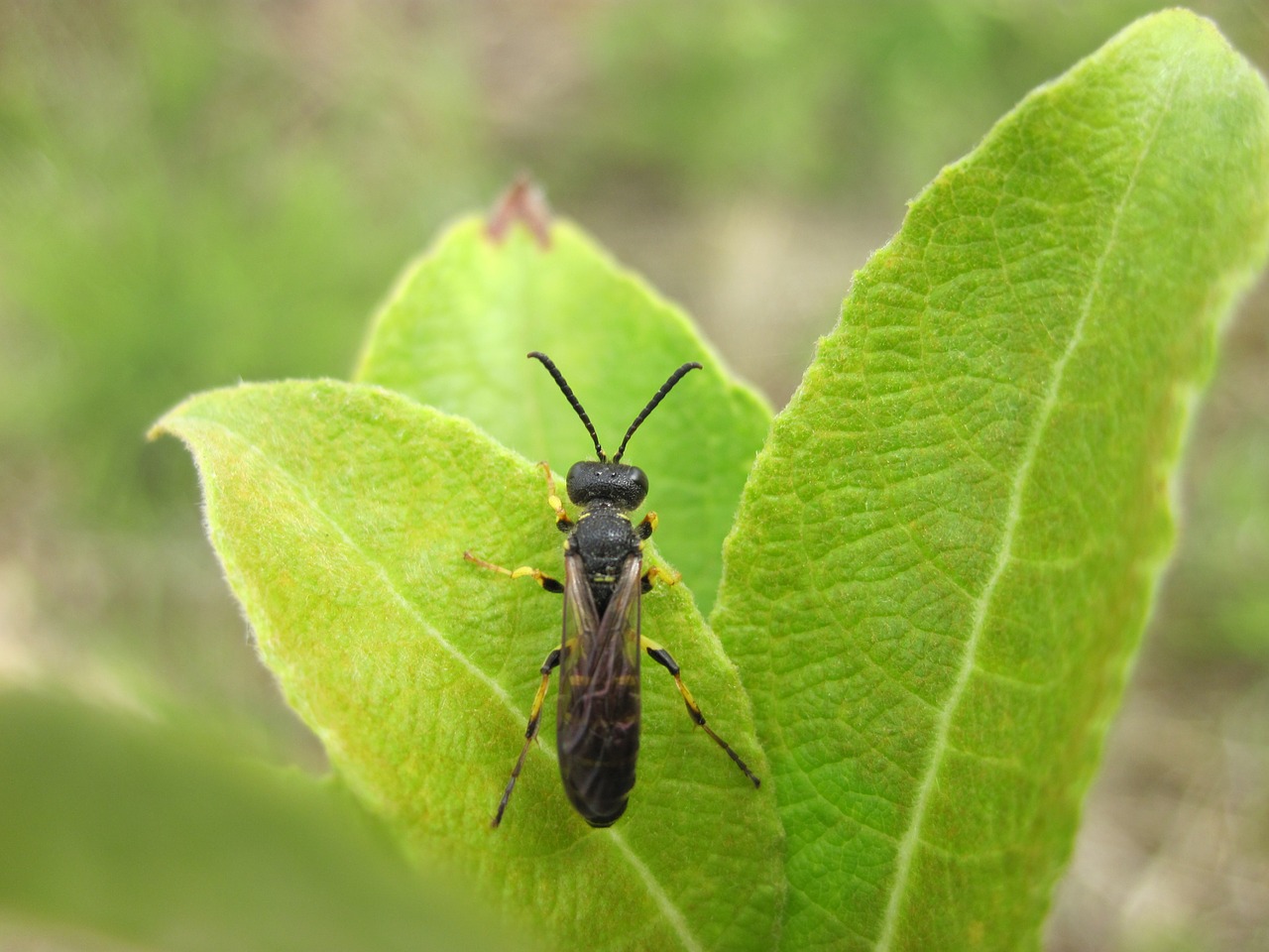 Vabzdys, Lapai, Hoverfly, Žalias, Gamta, Lapai, Uždaryti, Nemokamos Nuotraukos,  Nemokama Licenzija