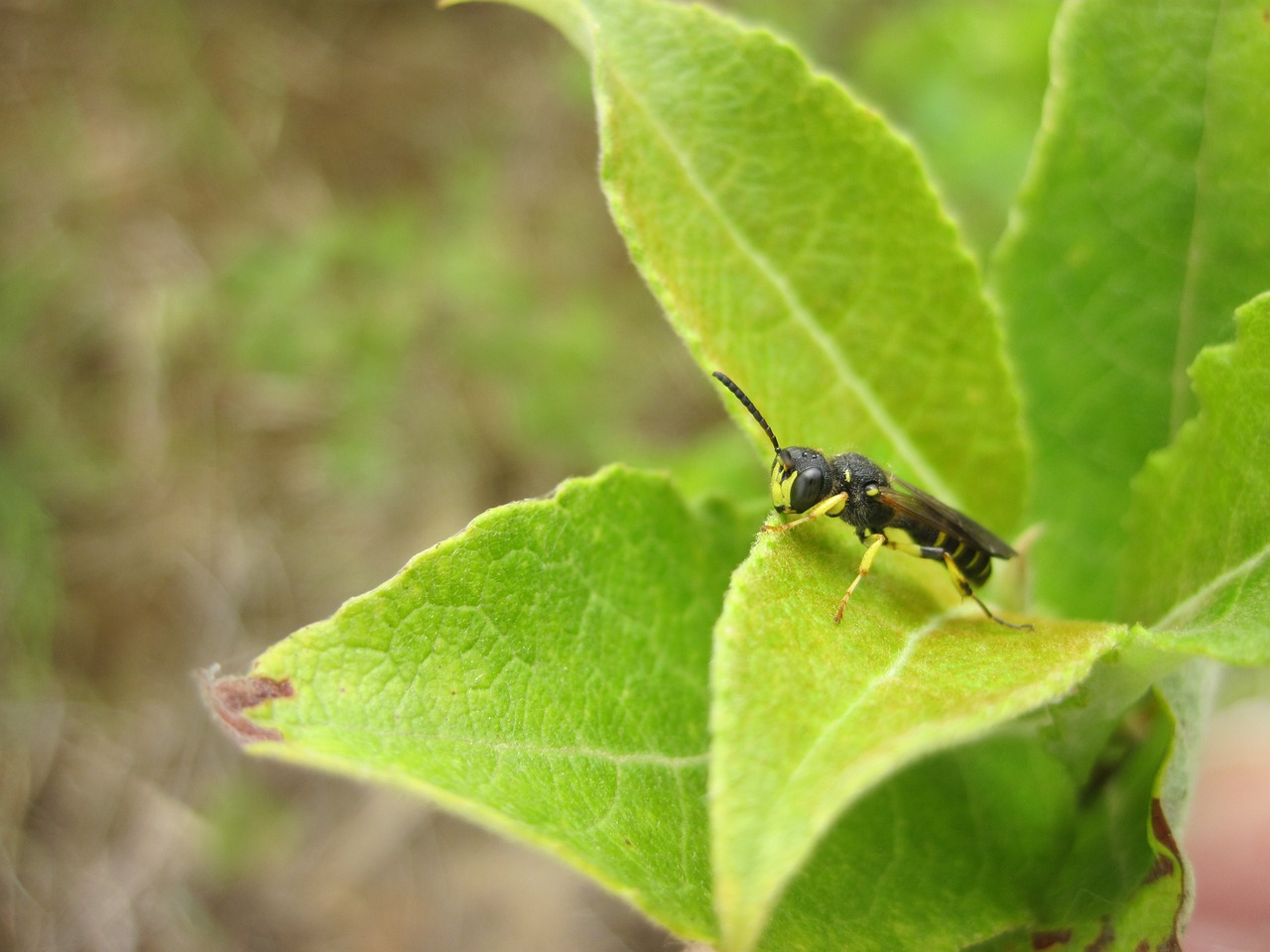 Vabzdys, Lapai, Hoverfly, Žalias, Gamta, Lapai, Uždaryti, Nemokamos Nuotraukos,  Nemokama Licenzija