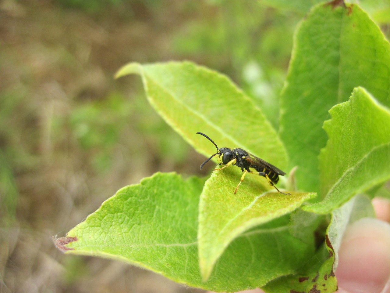 Vabzdys, Lapai, Hoverfly, Žalias, Gamta, Lapai, Uždaryti, Nemokamos Nuotraukos,  Nemokama Licenzija