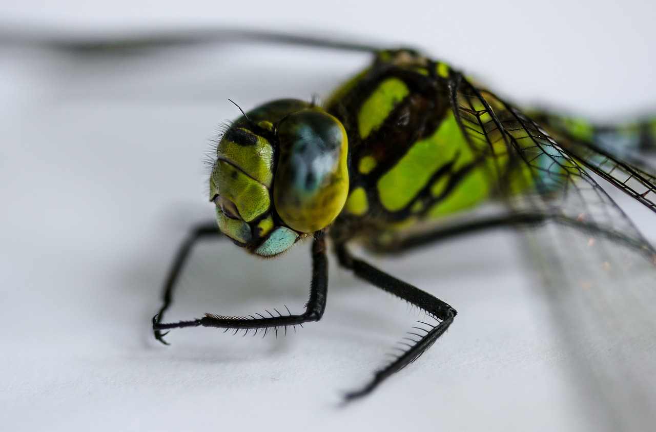 Vabzdys, Lazda, Uždaryti, Makro, Sparnas, Demoiselle, Galva, Akys, Nemokamos Nuotraukos,  Nemokama Licenzija