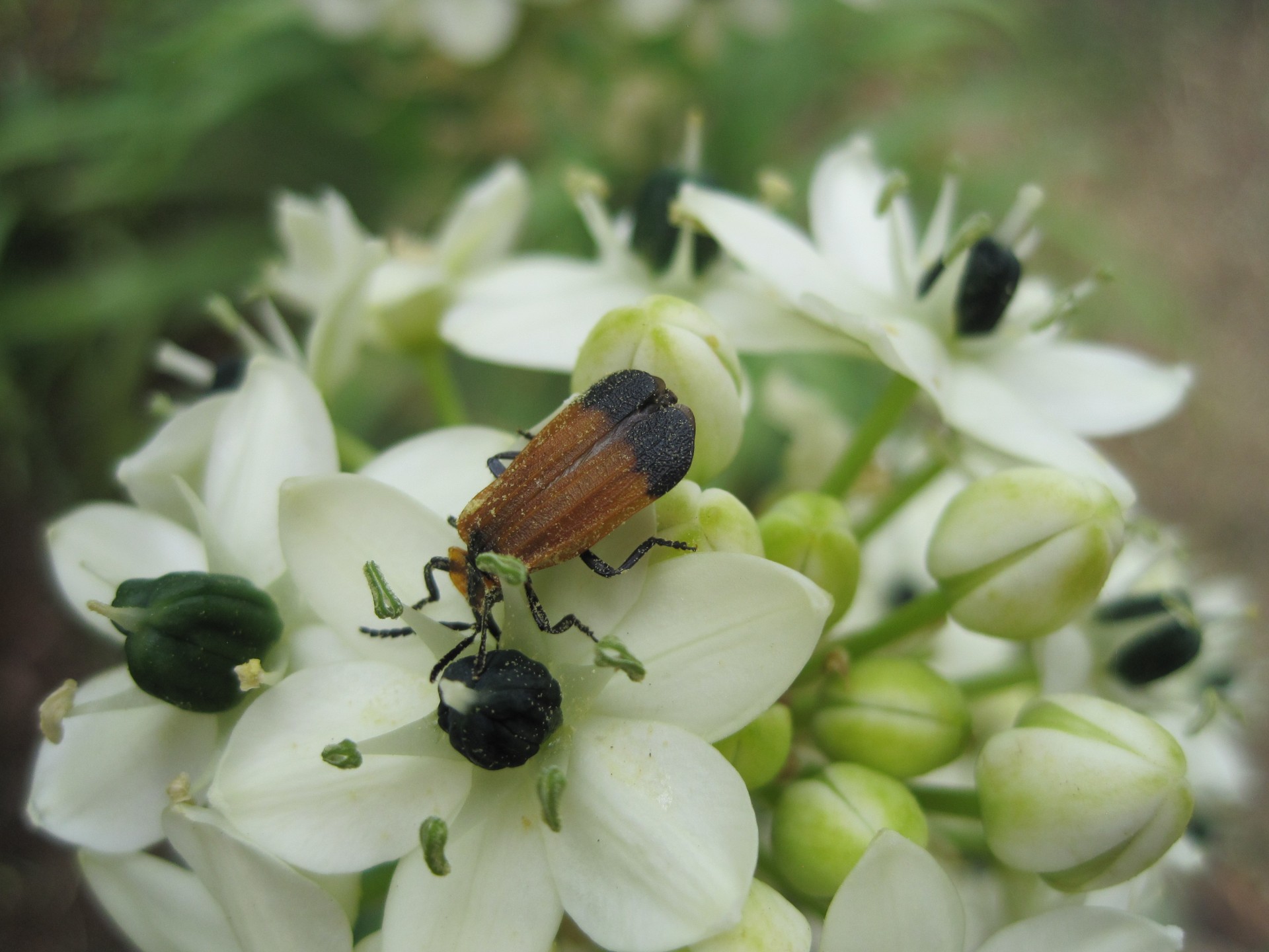 Gėlė,  Mažas,  Balta,  Vabzdys,  Klaida,  Vabalas,  Ruda,  Vabzdžiai Ant Orinthogalum Aribicum, Nemokamos Nuotraukos,  Nemokama Licenzija