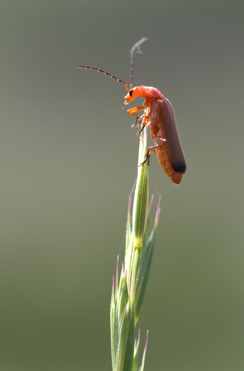 Insekta, Viršuje, Padermė, Akrobatas, Raudona, Nemokamos Nuotraukos,  Nemokama Licenzija