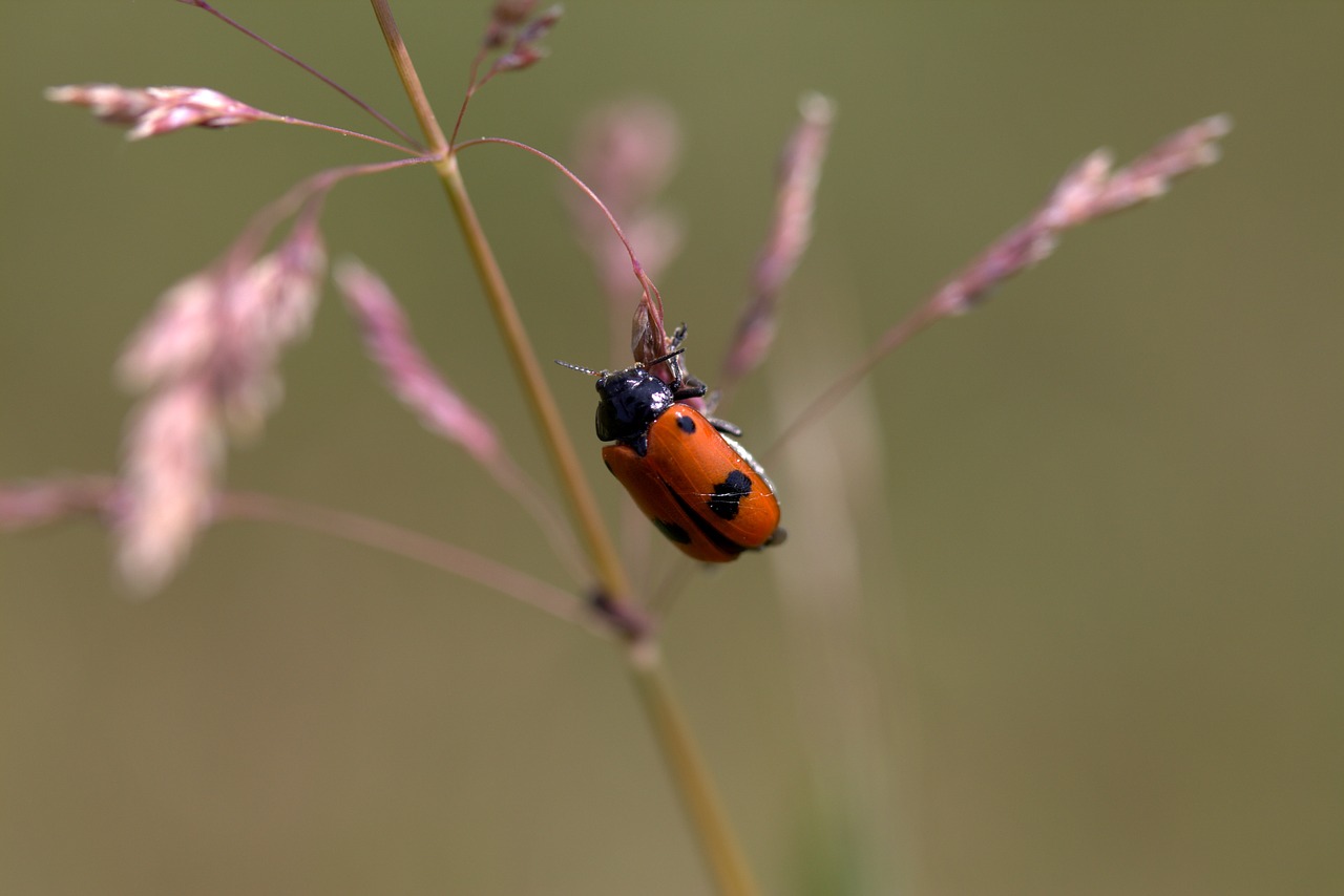 Insekta, Raudona, Juoda, Augalas, Poilsis, Nemokamos Nuotraukos,  Nemokama Licenzija