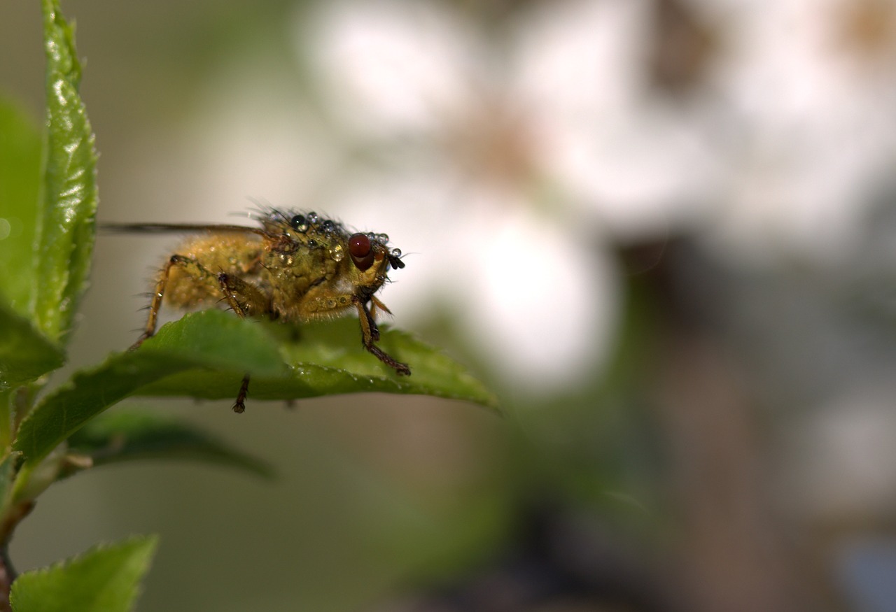 Insekta, Šlapias, Lapai, Makro, Lašai, Nemokamos Nuotraukos,  Nemokama Licenzija