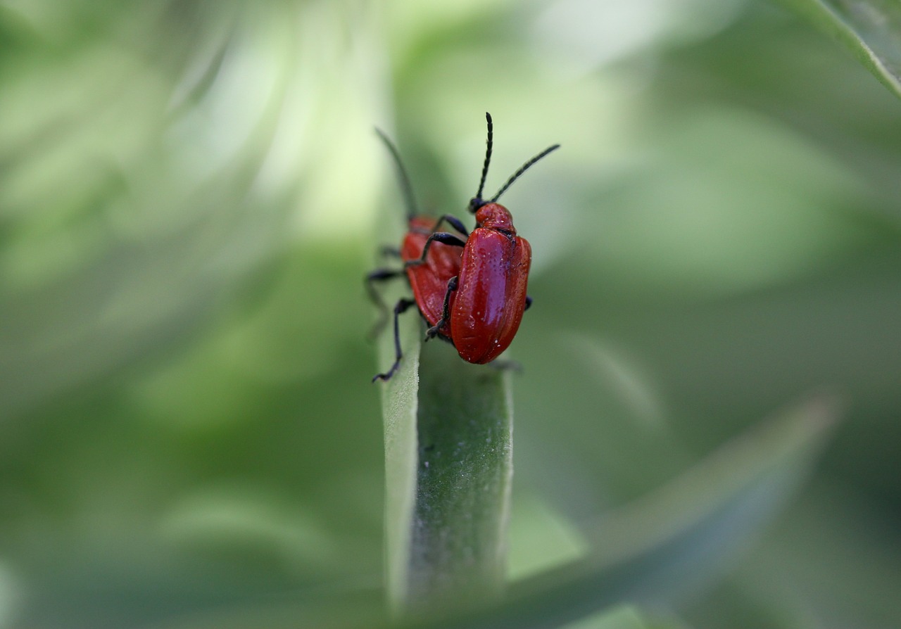 Insecta,  Raudona,  Pora,  Poravimosi,  Gamta, Nemokamos Nuotraukos,  Nemokama Licenzija