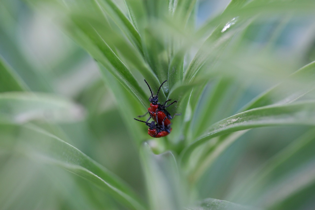 Insecta,  Raudona,  Pora,  Poravimosi,  Gamta, Nemokamos Nuotraukos,  Nemokama Licenzija