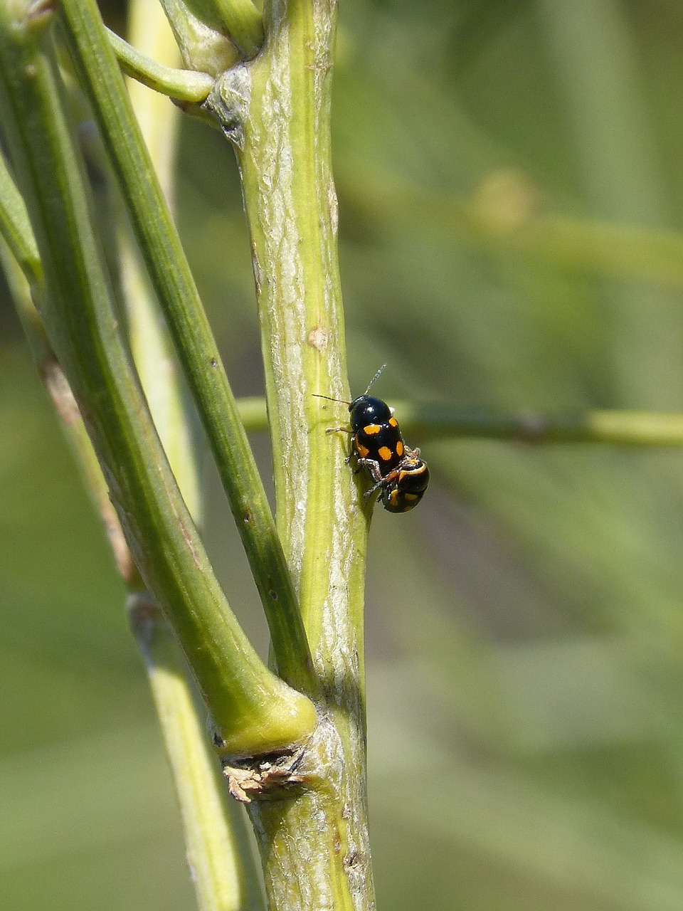 Vabzdžiai, Coleoptera, Kopuliavimas, Reprodukcija, Mažas, Poravimas, Poravimosi Vabzdžių, Nemokamos Nuotraukos,  Nemokama Licenzija