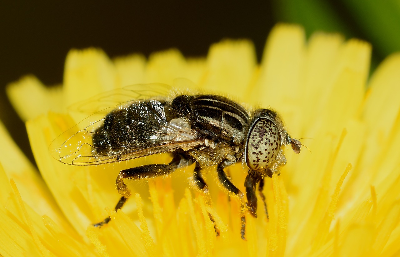 Vabzdžiai, Sūrymu Skristi, Makro, Eristalinas, Nemokamos Nuotraukos,  Nemokama Licenzija