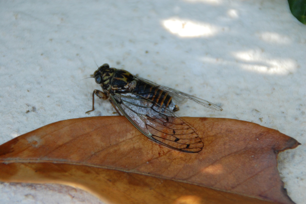 Vabzdžiai, Cicada, Į Pietus, Nemokamos Nuotraukos,  Nemokama Licenzija