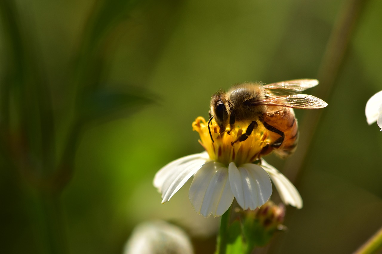 Vabzdžiai, Bitės, Laukinės Vasaros Spalvos, Medaus Bitė, Žiedadulkės, Laukinė Gamta, Pavasaris, Kamanė, Balta, Vasara
