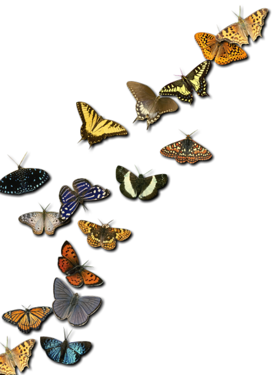 Vabzdžiai, Metamorfinis, Gamta, Drugelis, Žalias, Nemokamos Nuotraukos,  Nemokama Licenzija