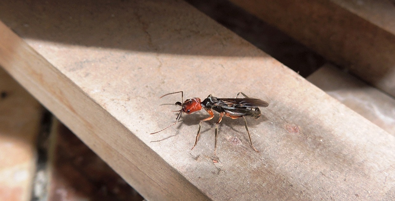 Vabzdžiai, Gamta, Ant, Armėnija, Quindio, Nemokamos Nuotraukos,  Nemokama Licenzija