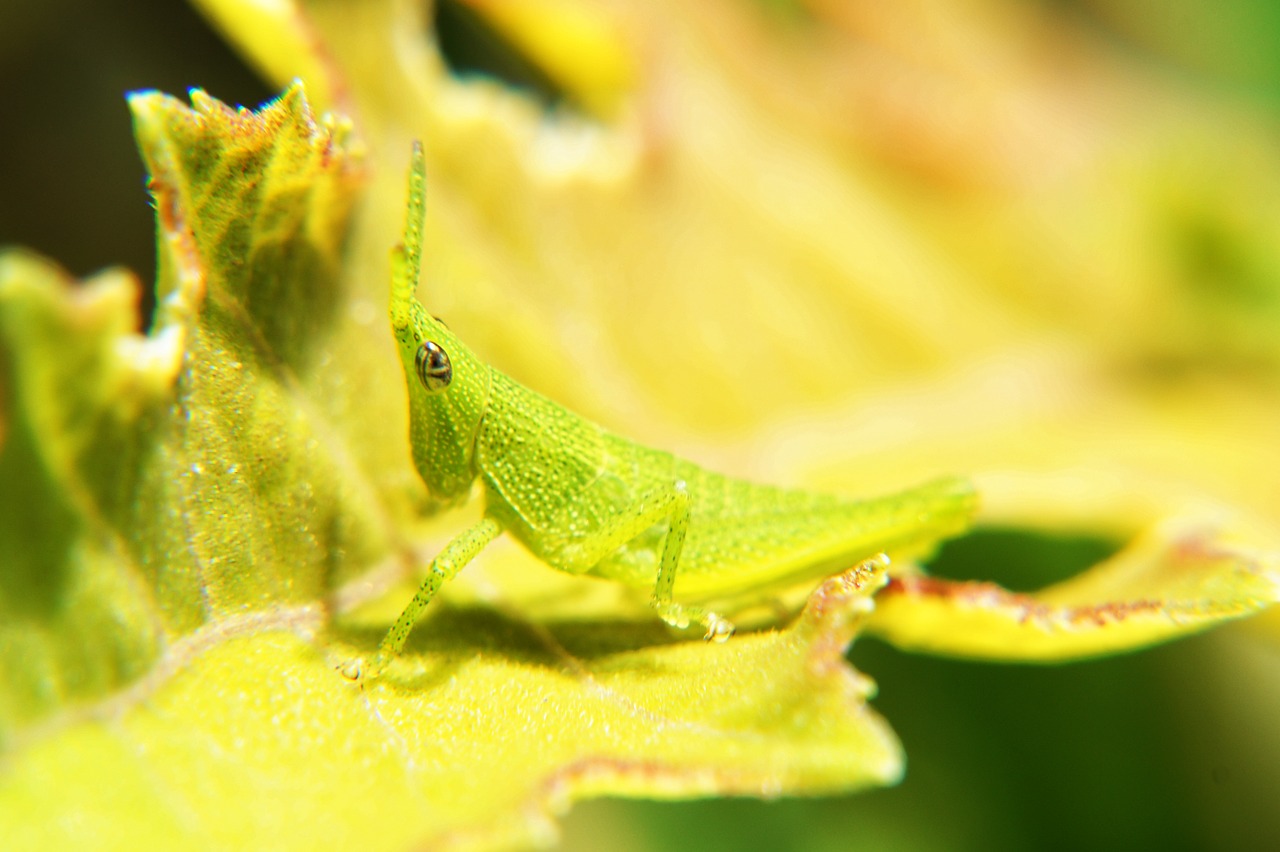 Vabzdžiai, Makrofotografija, Makro, Lapai, Entomologija, Sodas, Salvadoras, Nemokamos Nuotraukos,  Nemokama Licenzija