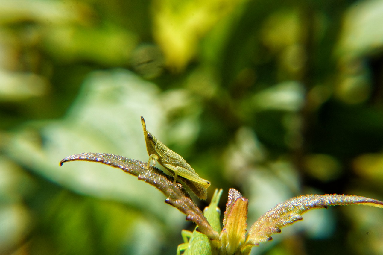 Vabzdžiai, Makro, Mikrofotografavimas, Biologija, Evoliucija, Sodas, Gamta, Salvadoras, Nemokamos Nuotraukos,  Nemokama Licenzija