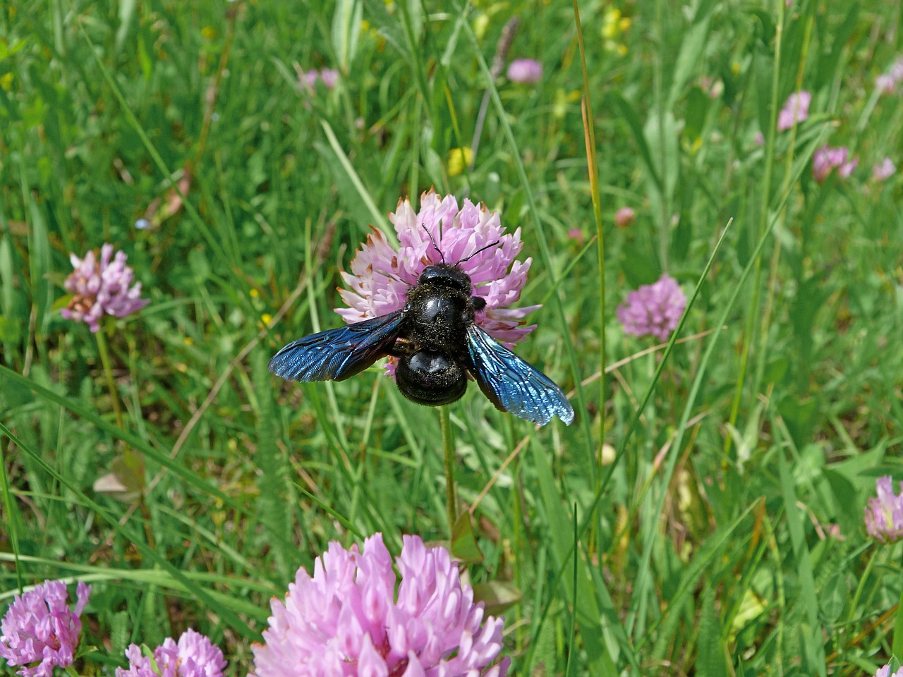 Vabzdžiai, Dailidės Bičių, Makro, Gamta, Pašaras, Žydėjimas, Pavasaris, Prairie, Gėlės, Nemokamos Nuotraukos