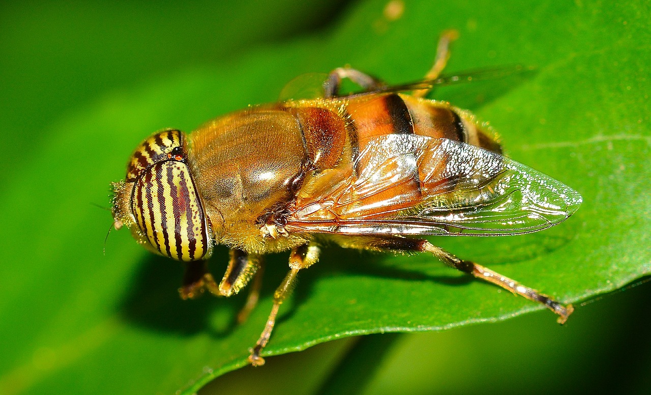 Vabzdžiai, Diptera, Eristalinas, Nemokamos Nuotraukos,  Nemokama Licenzija