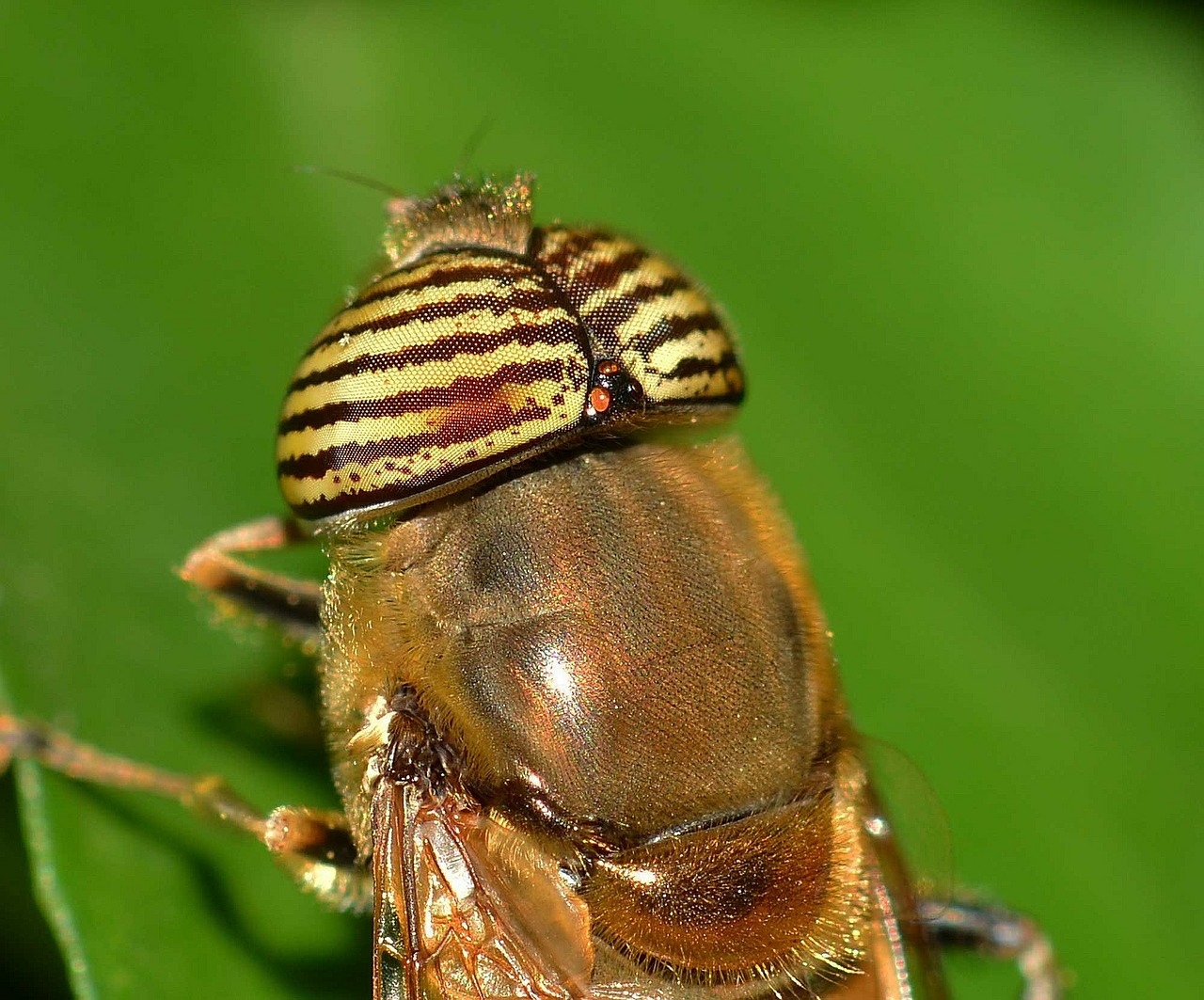 Vabzdžiai, Diptera, Eristalinas, Nemokamos Nuotraukos,  Nemokama Licenzija