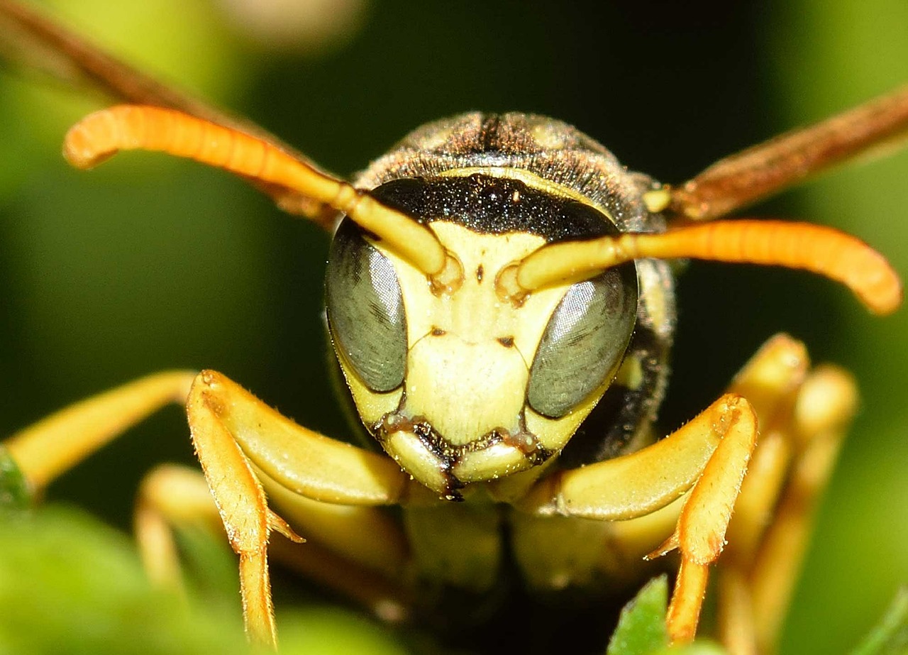 Vabzdžiai, Hymenoptera, Isp, Polistai, Nemokamos Nuotraukos,  Nemokama Licenzija