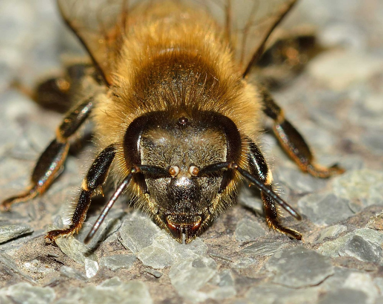 Vabzdžiai, Bičių, Apis, Mellifera, Hymenoptera, Nemokamos Nuotraukos,  Nemokama Licenzija