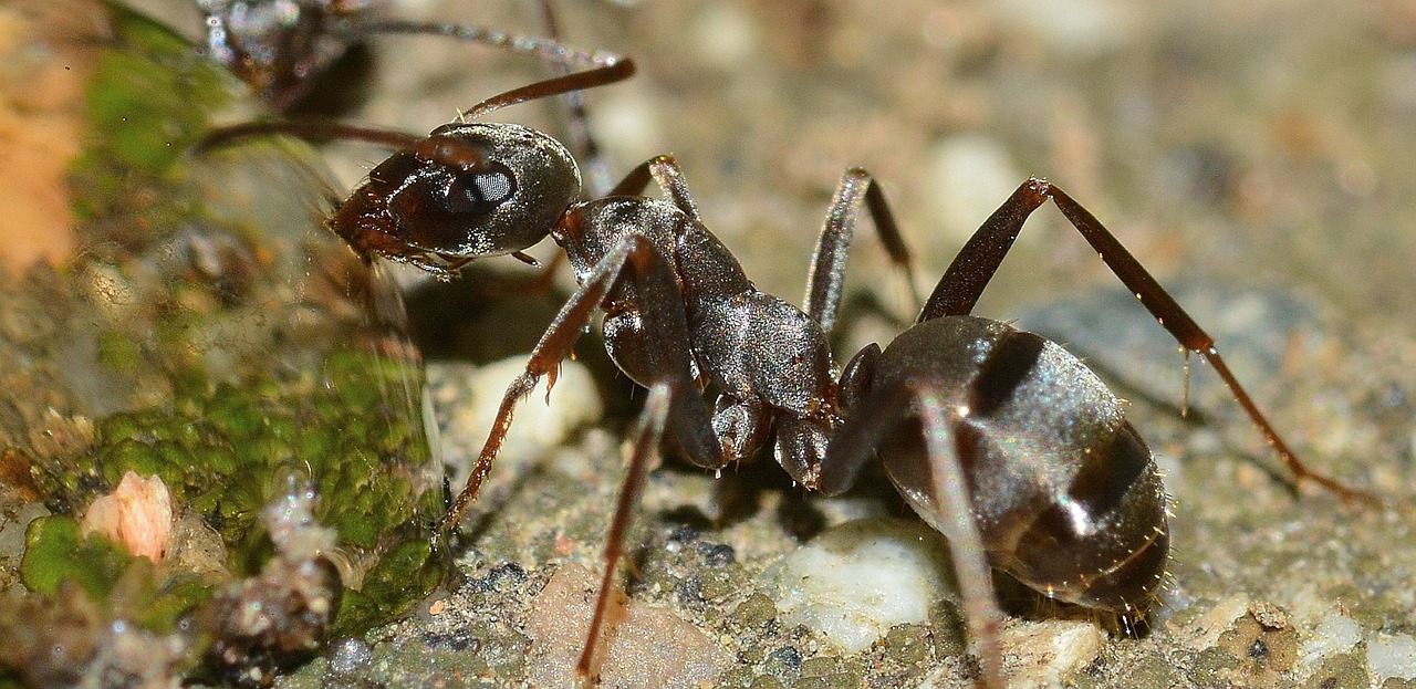 Vabzdžiai, Ant, Serviformica, Cunicularia, Nemokamos Nuotraukos,  Nemokama Licenzija