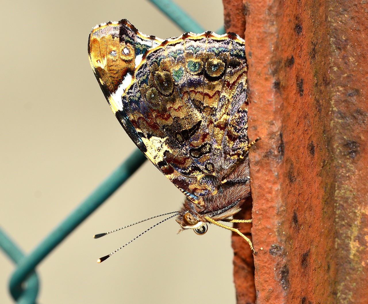 Vabzdžiai, Drugeliai, Lepidoptera, Ali, Nemokamos Nuotraukos,  Nemokama Licenzija