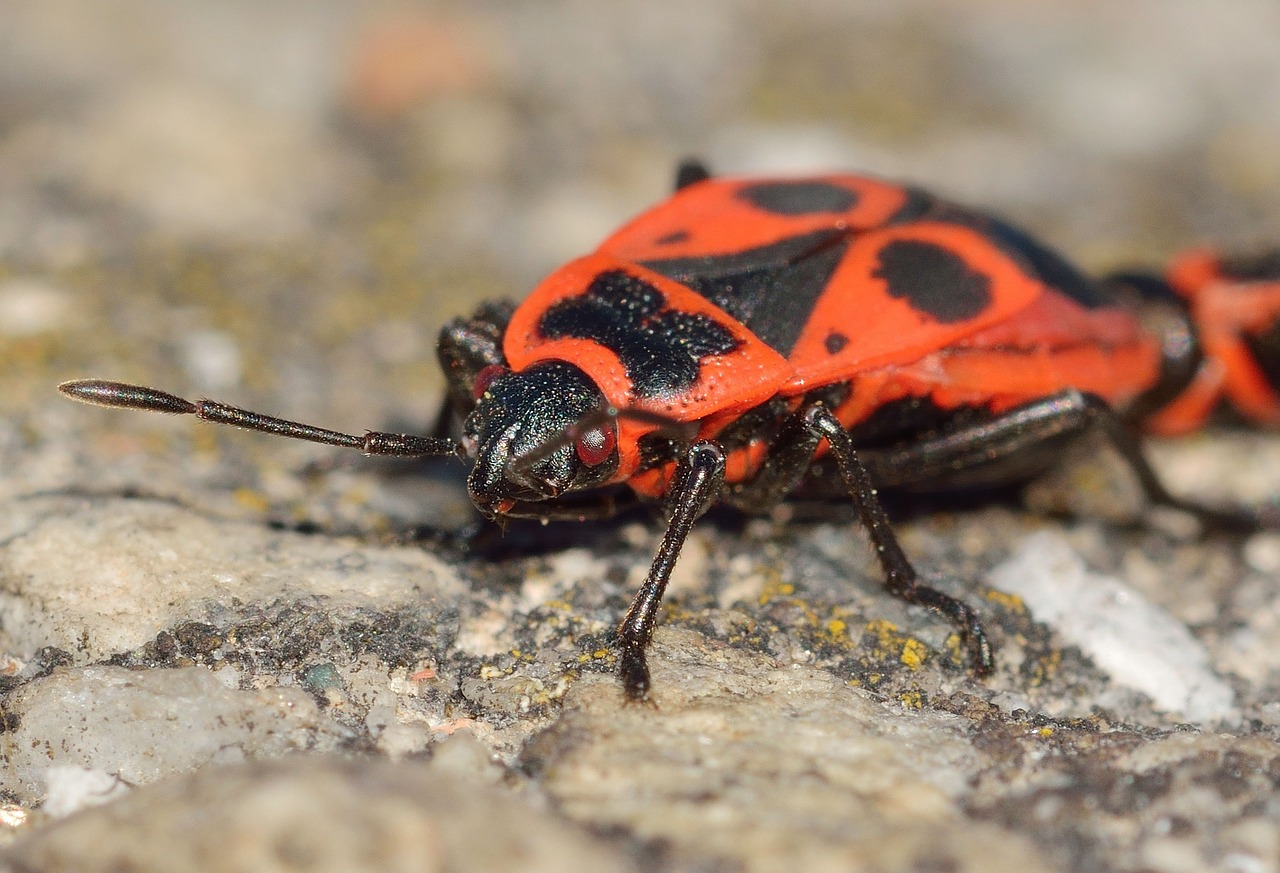 Vabzdžiai, Hemiptera, Lovos Vabalai, Pyrrhocoris, Apterus, Nemokamos Nuotraukos,  Nemokama Licenzija